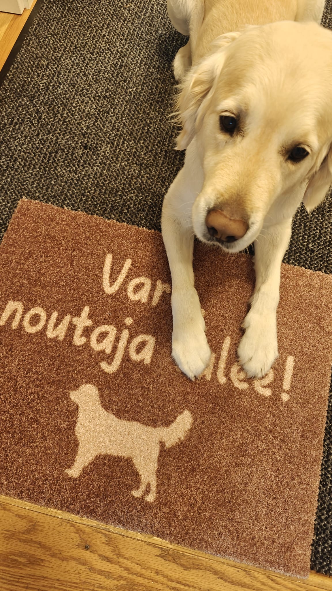 Kultainennoutaja kynnysmatto